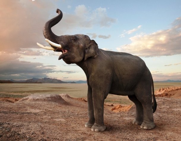 Генетическую историю слонов придется переписать
