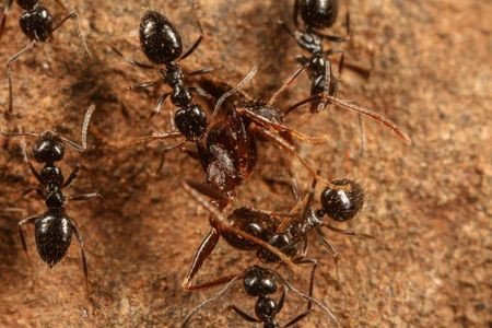 В Эфиопии найдены муравьи, способные захватить мир