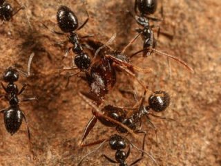 В Эфиопии найдены муравьи, способные захватить мир