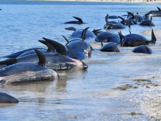 Сотни китов выбросились на берег в Новой Зеландии