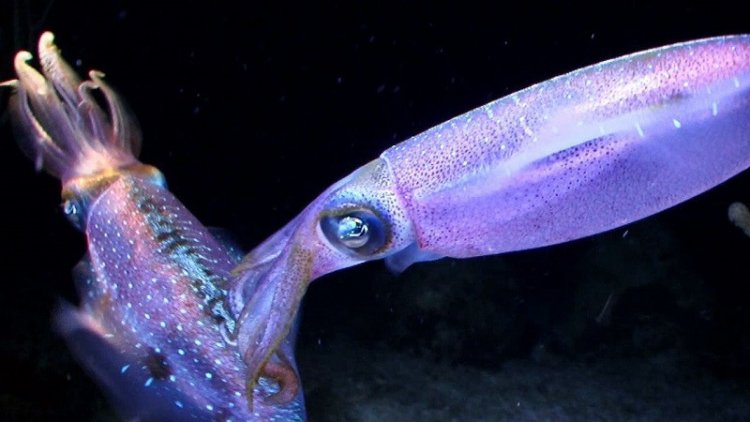 Почему кальмары так хорошо видят под водой