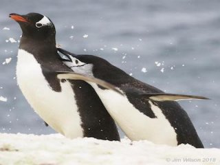 Популяция антарктического пингвина сократилась почти в два раза за 90 лет