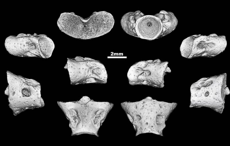 Палеонтологи из России и Германии обнаружили останки одних из первых саламандр Земли