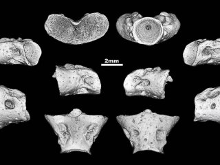 Skutschas P, Kolchanov V, Krasnolutskii S, Averianov A, Schellhorn R, Schultz J, et al. (2020) A new small-sized stem salamander from the Middle Jurassic of Western Siberia, Russia. PLoS ONE 15(2): e0228610. https://doi.org/10.1371/journal.pone.0228610