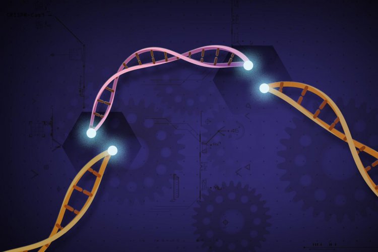 Ученые теперь могут редактировать несколько фрагментов генома одновременно