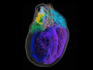 Новая трехмерная карта демонстрирует «маленький мозг» в сердце