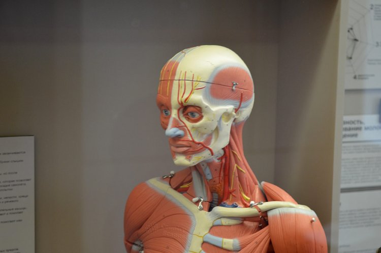 Интерактивное занятие «Анатомия от макушки до пят»