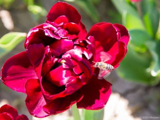 «Парад тюльпанов 2020» в Никитском саду…
