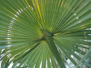 Время лёта: в Сочи продолжается борьба с пальмовым мотыльком…