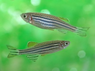 Зародыши рыб данио-рерио помогут найти способ искусственно получать стволовые клетки