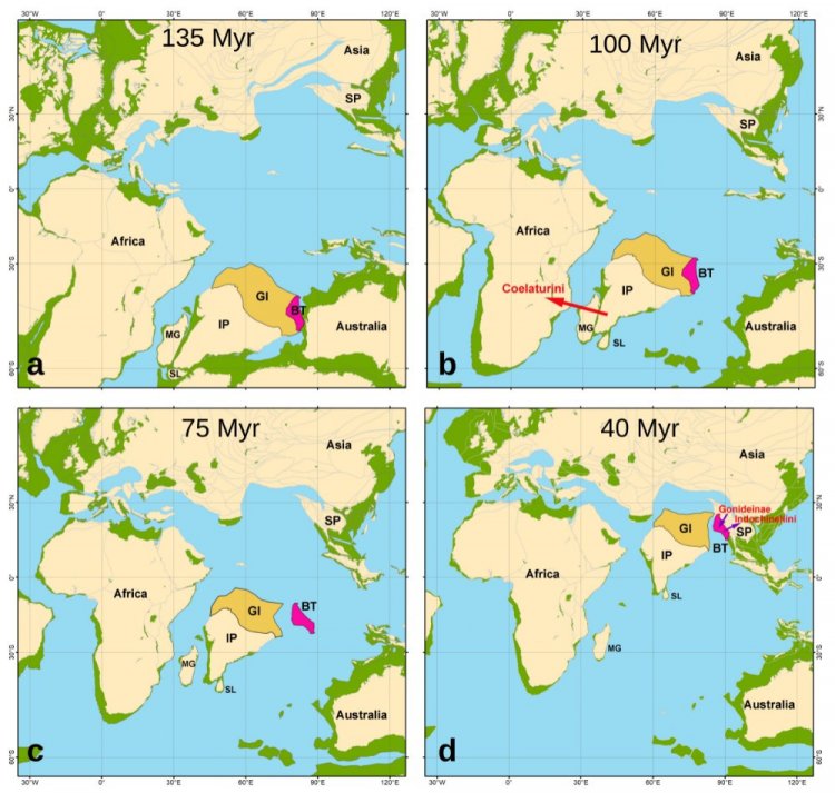 Тектонические модели, показывающие предполагаемое расположение Индийской и Бирманской плит в разные временные периоды: (a) начало мелового периода (135 млн лет назад), (b) середина мелового периода (100 млн лет назад), (с) конец мелового периода (75 млн лет назад), (d) конец эоценовой эпохи (40 млн лет назад). Обозначения: IP = Индийская плита, BT = Бирманская плита, GI = гипотетическая суша, соединявшая Индийскую и Бирманскую плиты, SP = Сунданская плита (с Индокитайским и Шанско-Тайским блоками), SL = Шри Ланка, MG = Мадагаскар