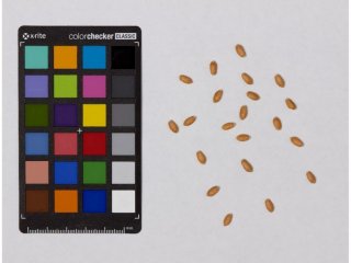 Image of grains of the ITMI_110 RIL. Фото авторов исследования/Журнал Plants