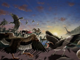 В Китае обнаружены окаменелости двух новых видов птиц