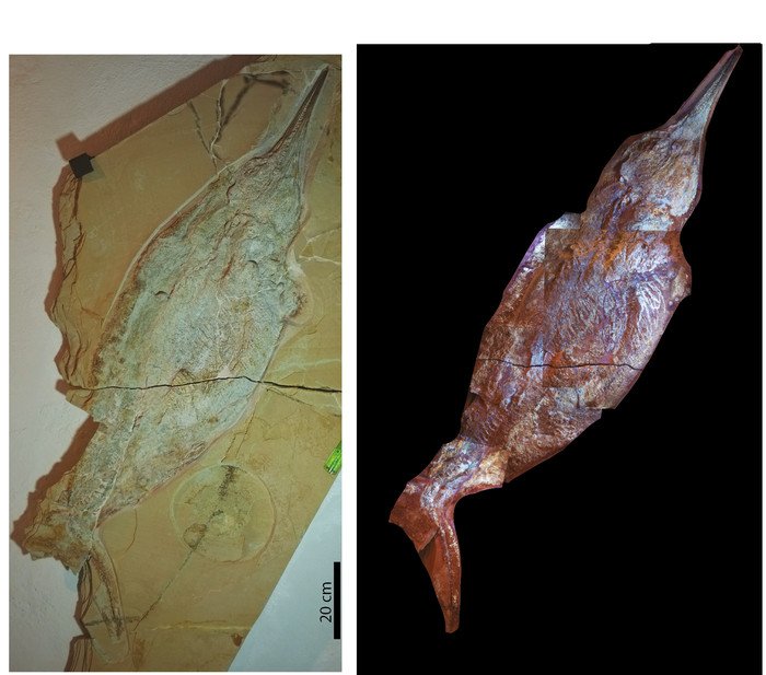 В Германии найдены образцы мягких тканей ихтиозавров возрастом 150 миллионов лет