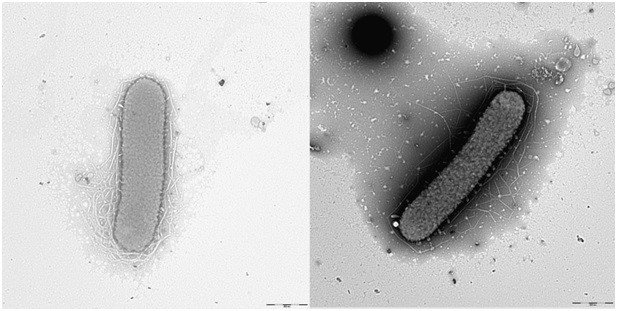 Открытый сотрудниками института новый вид морских бактерий Winogradskyella profunda sp. nov., названный в честь знаменитого русского микробиолога С.Н. Виноградского (1856-1953)