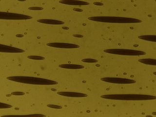Рис. 1. Фрагменты магнетиков в форме черных капель, вытягивающихся в магнитных полях. Источник: СКФУ