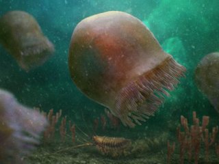 Старейшей плавающей медузе 505 миллионов лет 