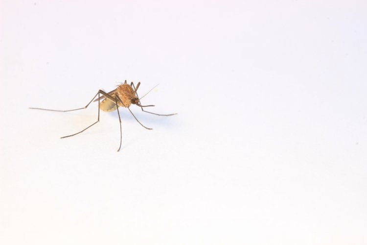 Комар жёлтолихорадочный или кусака жёлтолихорадочный (лат. Aedes aegypti)