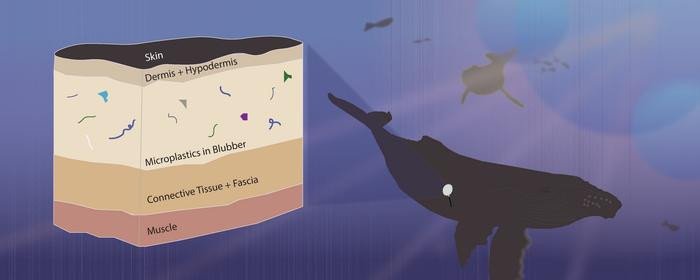 В тканях китов и дельфинов найден микропластик