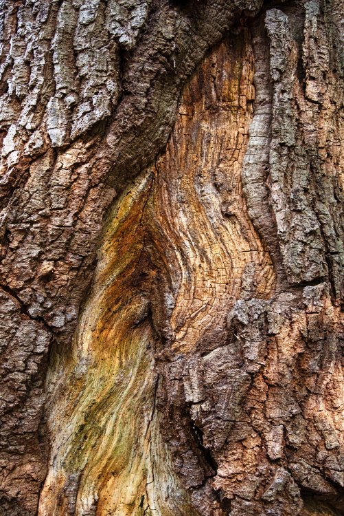 Повреждения коры дерева служат входными воротами для инфекций и паразитов. Фото: Lucas van Oort / Unsplash.com