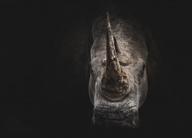 Шерстистого носорога возрастом более 20 тысяч лет нашли сибирские ученые. Источник: Geranimo / Фотобанк Unsplash 