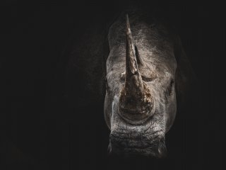 Шерстистого носорога возрастом более 20 тысяч лет нашли сибирские ученые. Источник: Geranimo / Фотобанк Unsplash 