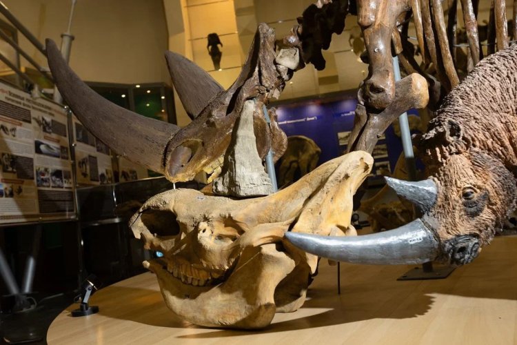 Найденные в Оймяконском районе Якутии останки древнего шерстистого носорога передадут СВФУ