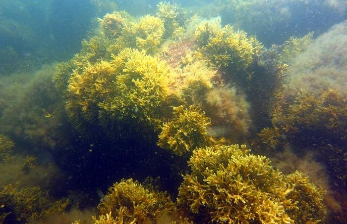 Клон фукусовидных водорослей в Балтийском море долгое время считался отдельным видом, который называли узкими водорослями. Фото: Lena Bergström / University of Gothenburg