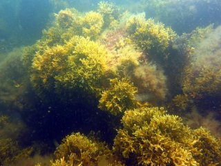 Клон фукусовидных водорослей в Балтийском море долгое время считался отдельным видом, который называли узкими водорослями. Фото: Lena Bergström / University of Gothenburg