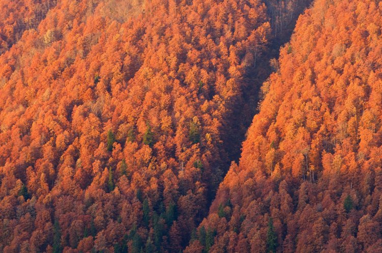 Фото: kotenko/Фотобанк RU.123.RF