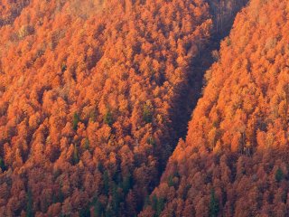 Фото: kotenko/Фотобанк RU.123.RF
