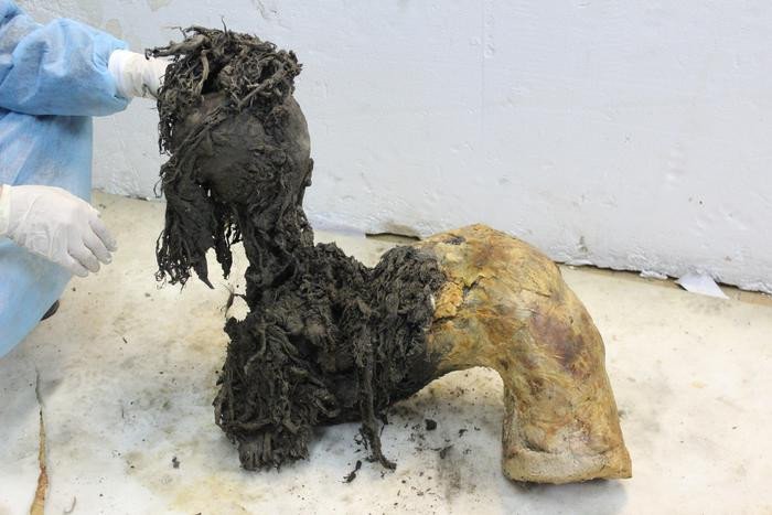 Одна из ног Юки, демонстрирующая исключительную сохранность нижней части после снятия кожи, что позволило восстановить древние молекулы РНК. Фото: Valeri Plotnikov / Stockholm University