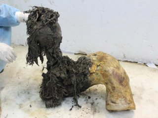 Одна из ног Юки, демонстрирующая исключительную сохранность нижней части после снятия кожи, что позволило восстановить древние молекулы РНК. Фото: Valeri Plotnikov / Stockholm University