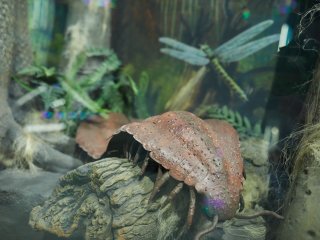 В Музее истории мироздания. Фото: Елена Либрик / «Научная Россия»