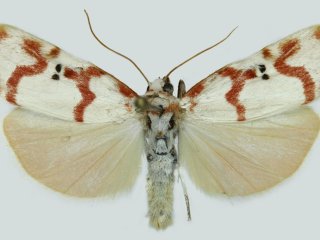 Cyana hamata. Фото Виталия Спицына