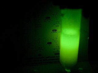 Cветящиеся (флуоресцентные) дрожжи. Источник: Сергей Шахов.