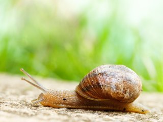 Полученное из улиток соединение может стать безопасной альтернативой гепарину. Фото: wirestock / Freepik.com