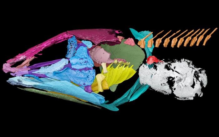 3D-рендеринг скелета Graulia branchiodonta. Слуховой аппарат состоит из костных выступов (красного цвета) на окостеневшем легком (белого цвета), которые передают звуковые колебания во внутреннее ухо (не показано). Фото: © L. Manuelli–MHNG