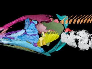 3D-рендеринг скелета Graulia branchiodonta. Слуховой аппарат состоит из костных выступов (красного цвета) на окостеневшем легком (белого цвета), которые передают звуковые колебания во внутреннее ухо (не показано). Фото: © L. Manuelli–MHNG