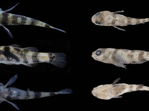 Фотографии нового экземпляра Brachygobius jennie sp. nov. в дорсальной, боковой и вентральной проекциях, а также сохранившегося голотипа Brachygobius jennie sp. nov. с острова Хэнцинь, Китай. Фото: Jiangyan Tian et al. (2026)