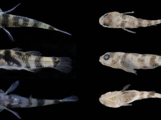 Фотографии нового экземпляра Brachygobius jennie sp. nov. в дорсальной, боковой и вентральной проекциях, а также сохранившегося голотипа Brachygobius jennie sp. nov. с острова Хэнцинь, Китай. Фото: Jiangyan Tian et al. (2026)