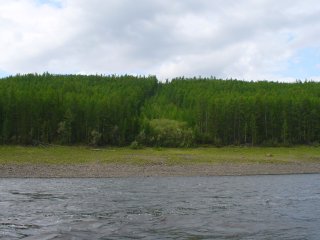 Фото: Оксана Масягина /Институт леса им. В.Н. Сукачева ФИЦ КНЦ СО РАН