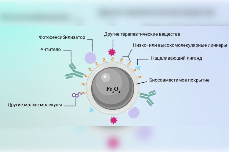 Рисунок 1. Схематическое изображение гибридной наносистемы на основе смешанного оксида железа — магнетита, модифицированного биосовместимым покрытием и различными соединениями (лигандами). Изображение подготовлено на основе материалов из статьи: А.В. Бычкова и соавт. Контрастирование сосудов и замедление роста опухолей при введении систем на основе магнитных наночастиц, модифицированных сывороточным альбумином с применением свободнорадикального способа // Российский онкологический журнал. 2024. Т. 29. № 3. С. 245–257.Источник изображения: Анна Торопцева / ИБХФ РАН