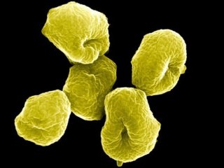 Глубоководный микроб открывает тайну возникновения эукариот