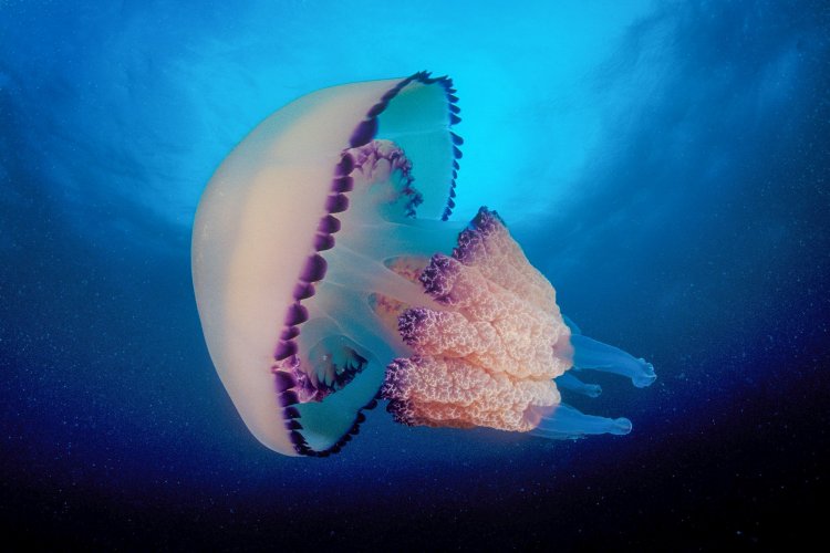 Как плавают медузы