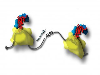 Биологи МГУ выяснили, как начинает синтезироваться белок в живой клетке