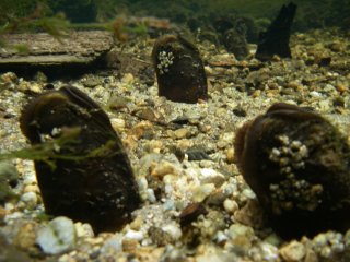 Проект спасения наяд (пресноводных моллюсков)