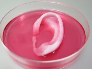 На 3D-принтере напечатали человеческое ухо