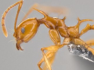 Ученые создали виртуальную коллекцию муравьев