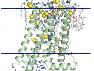 Быстрее определять структуру белка поможет рентгеновский лазер